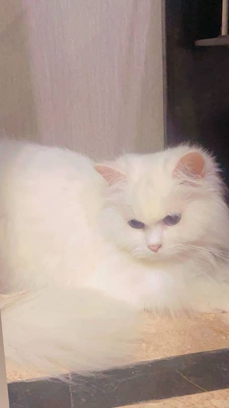 Persian cat | Persian kitten | triple coat | white cats |Ginger kitten 19