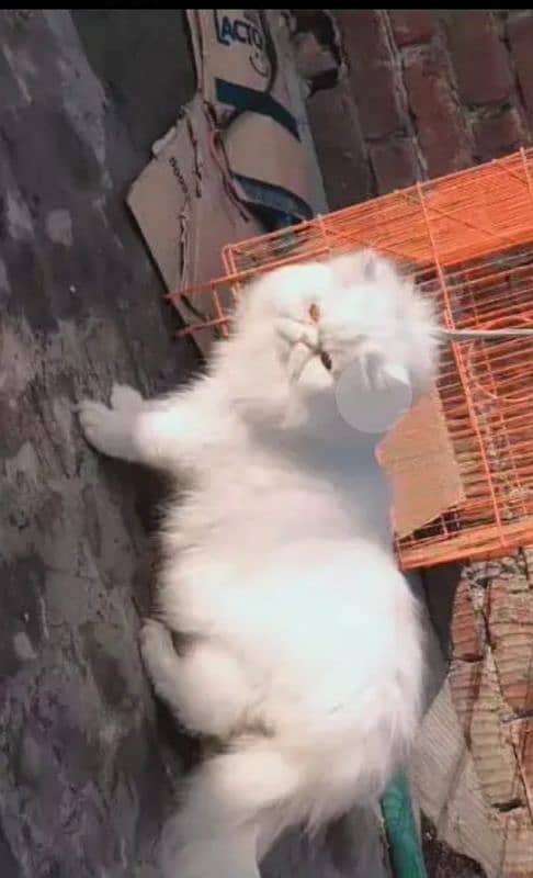 Persian male cat 2