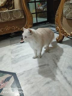 female cat persian