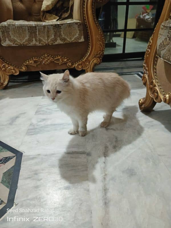 female cat persian 1