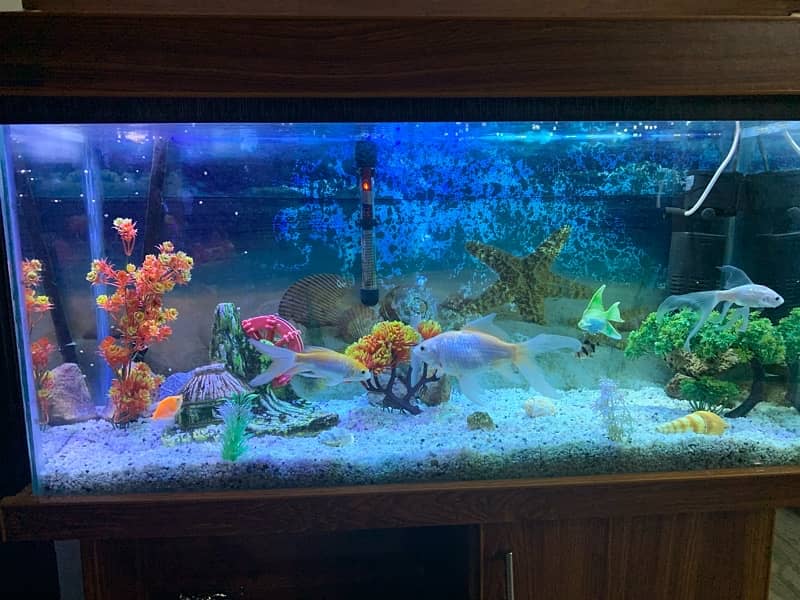 fishes with aquarium and all decoration 0