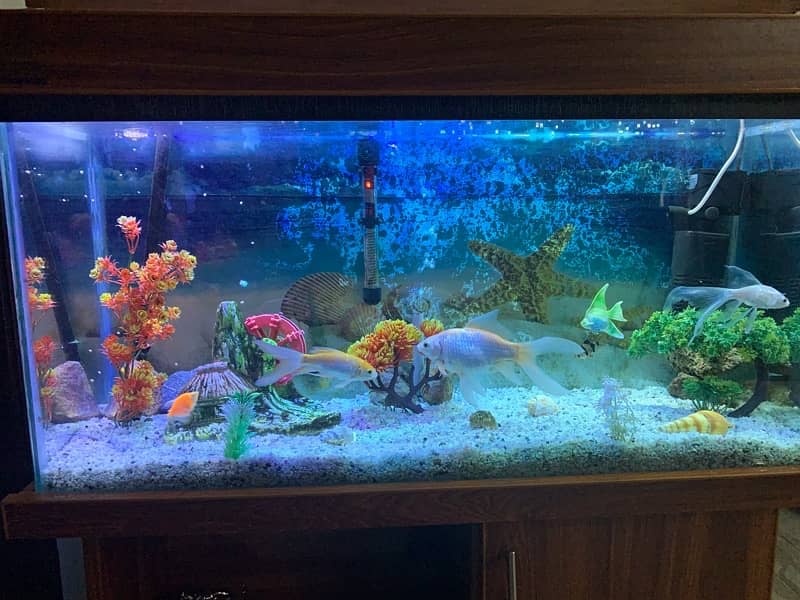 fishes with aquarium and all decoration 1