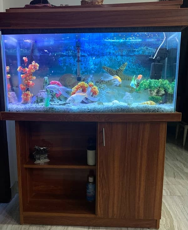 fishes with aquarium and all decoration 2