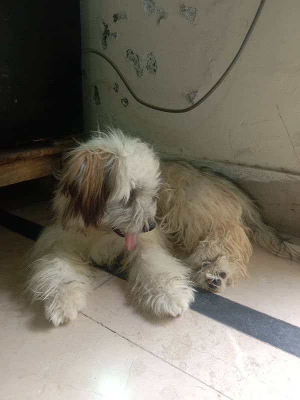 Poodle Female For Sale 2