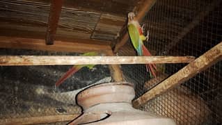 Pineapple Conure Bonded Pair For Sale