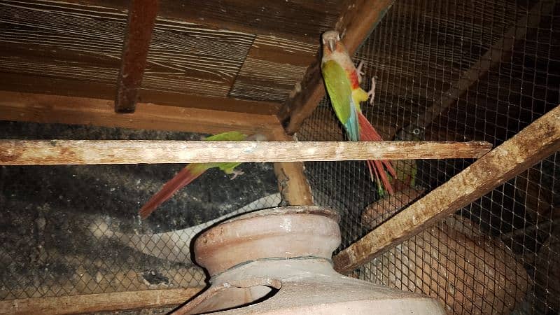 Pineapple Conure Bonded Pair For Sale 0