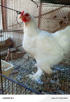 white buff egg laying pair