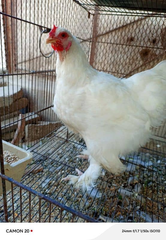 white buff egg laying pair 0