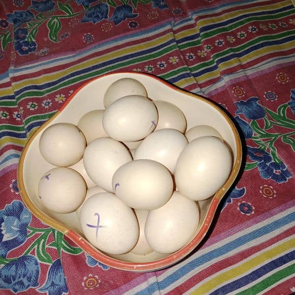 Aseel eggs available 0