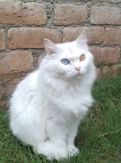 odd eyes Persian cat