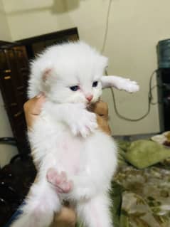 Persian triple coat kittens punch face pure breed