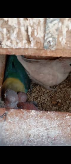 Parblue Male X Pastel Female Breeder Pair With Chicks