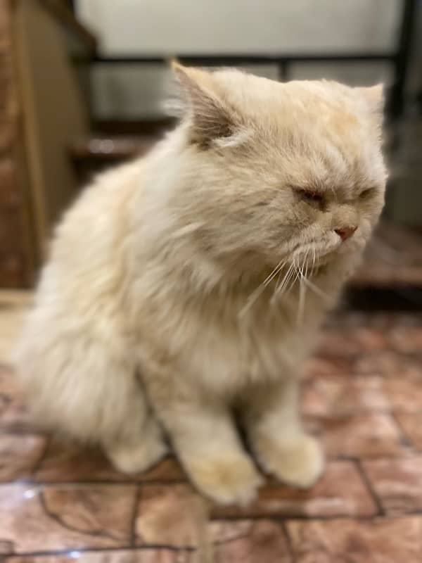 Punch face Persian Male Cat+ 18 kg ultra klumpy 0