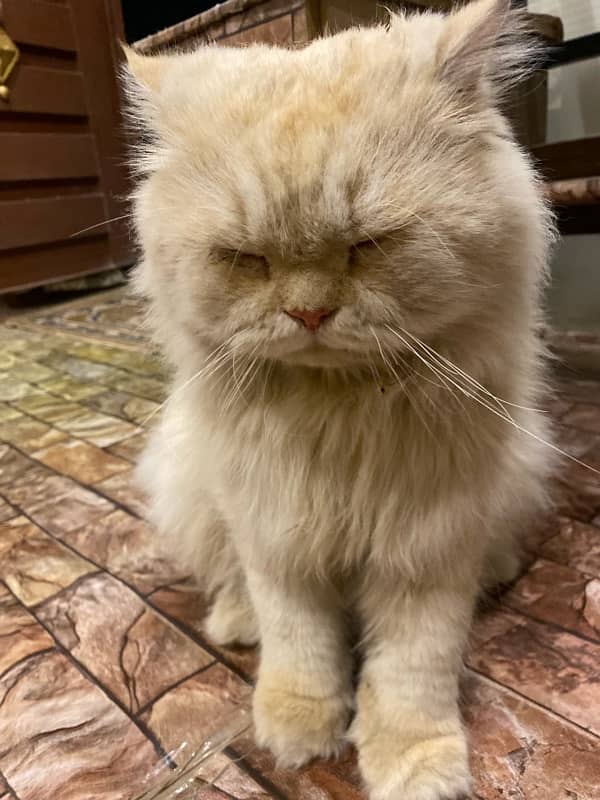 Punch face Persian Male Cat+ 18 kg ultra klumpy 1