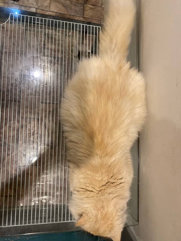 Punch face Persian Male Cat+ 18 kg ultra klumpy 3