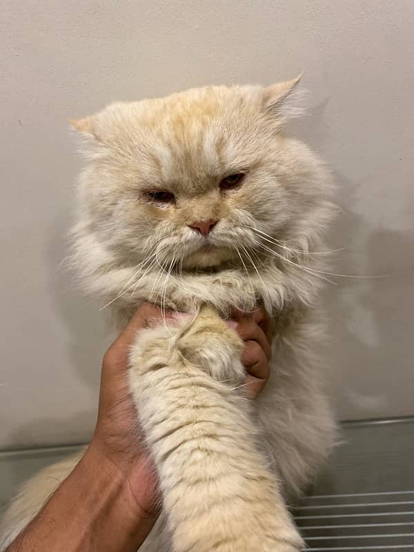 Punch face Persian Male Cat+ 18 kg ultra klumpy 4