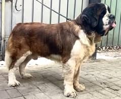 Saint Bernard Male pup for sale