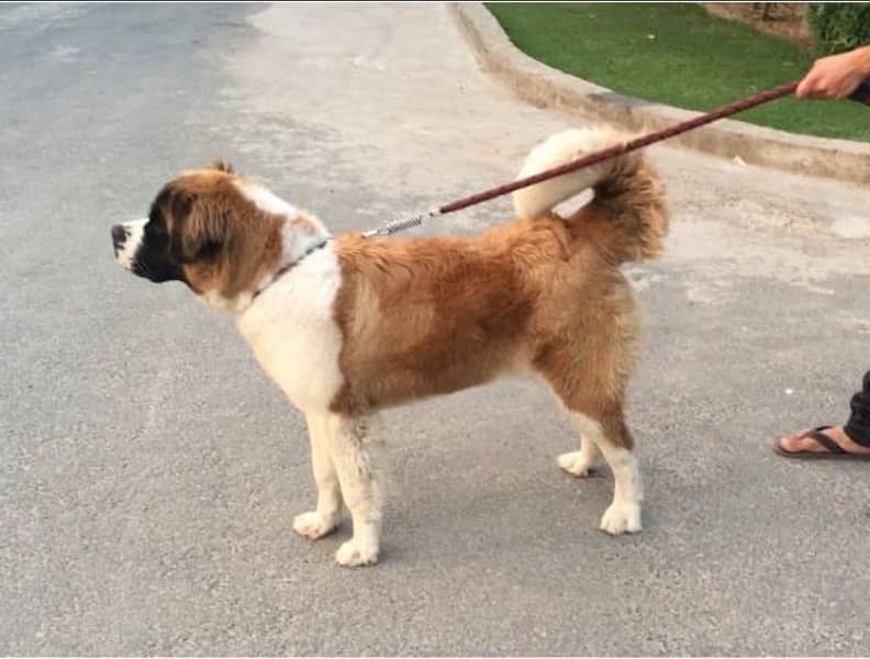 Saint Bernard Male pup for sale 1