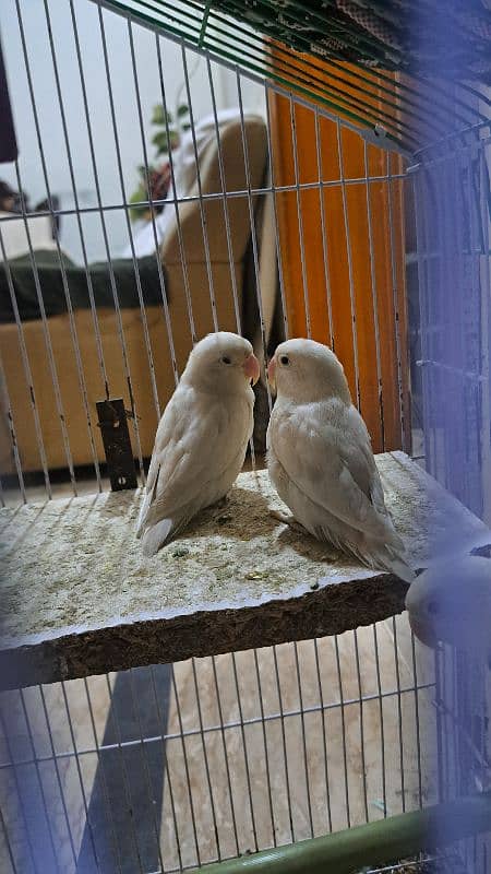 love birds 11