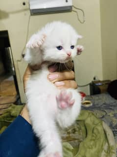 Persian triple coat punch face kittens