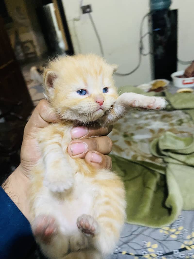 Persian triple coat punch face kittens 6