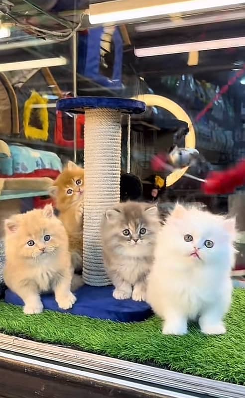 Parsian kittens 0