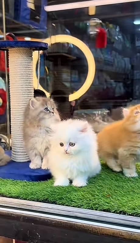 Parsian kittens 2