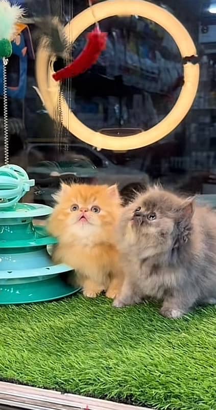 Parsian kittens 4