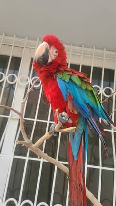 Tritron cockatoo male adult breedar & blue and gold macaw parrot