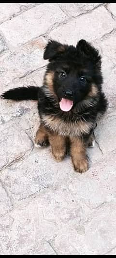 Top Quality Long Hair puppies