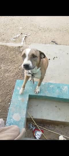 pitbull female available for sale