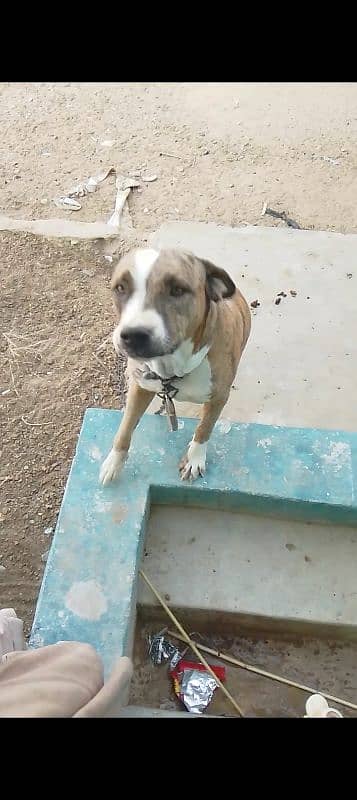 pitbull female available for sale 0