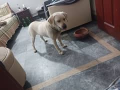 Labrador male for sale