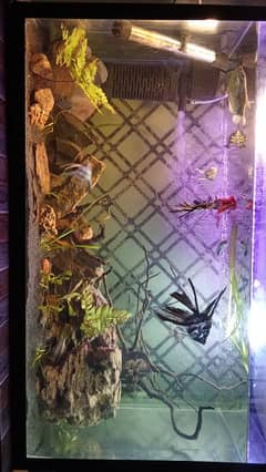 2.5 ft aquarium