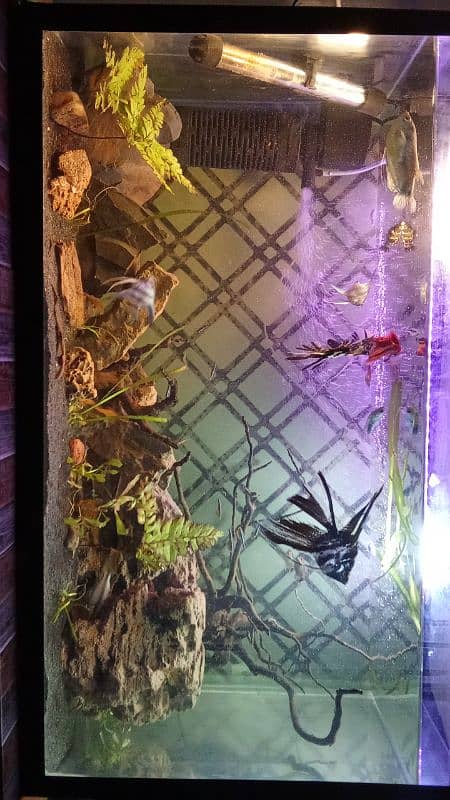 2.5 ft aquarium 0