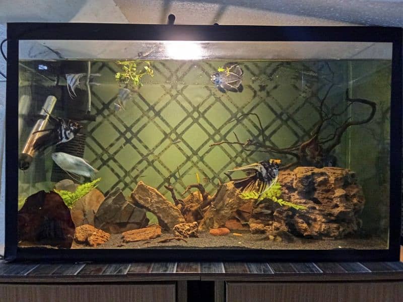 2.5 ft aquarium 1