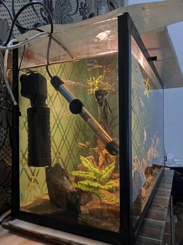 2.5 ft aquarium 2