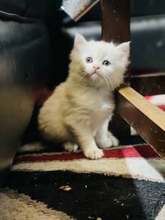 persian litter trained kittens