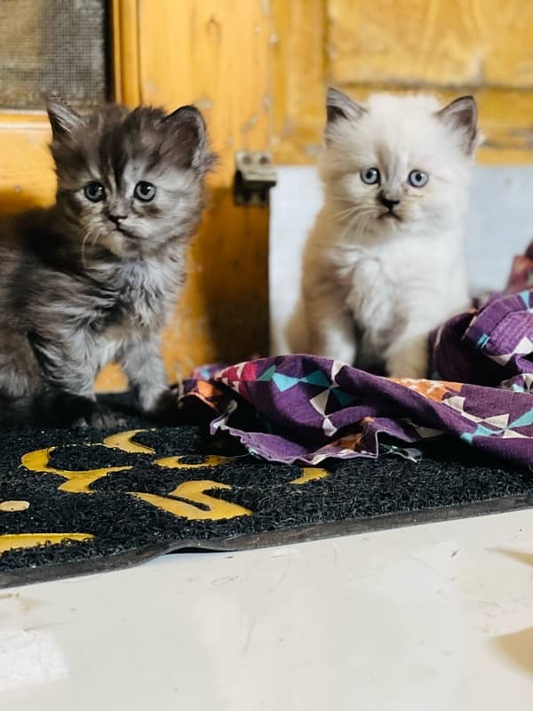 persian litter trained kittens 2