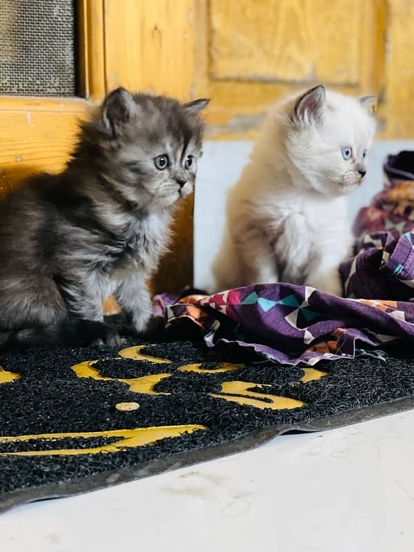 persian litter trained kittens 3