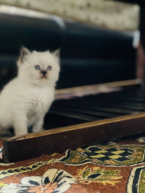 persian litter trained kittens 6