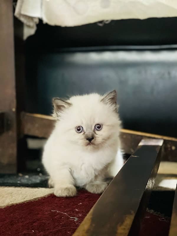 persian litter trained kittens 7