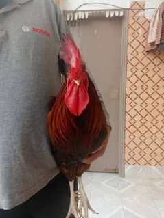 Breed Cock (Desi Murga)