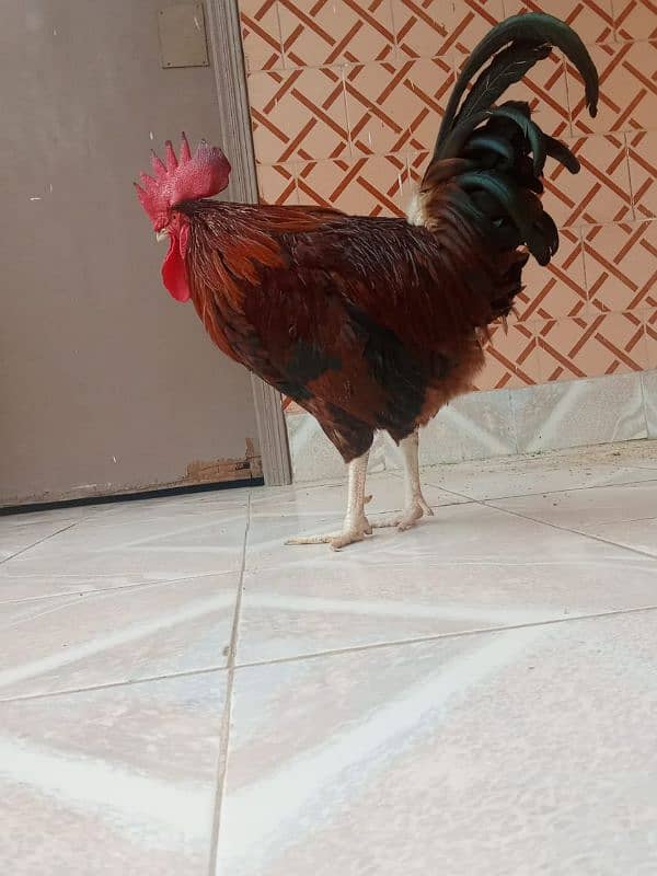 Breed Cock (Desi Murga) 1