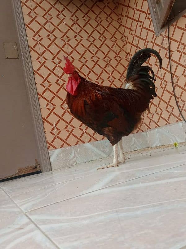 Breed Cock (Desi Murga) 2