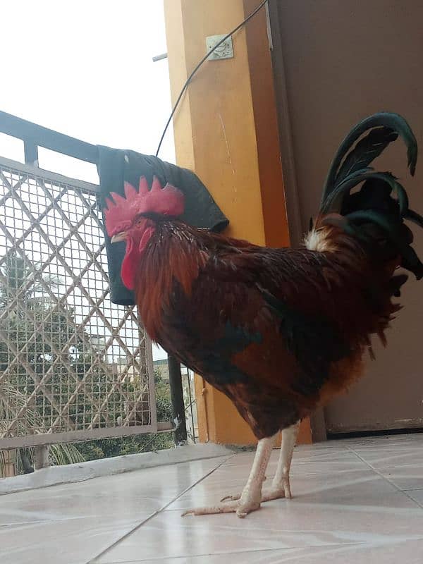 Breed Cock (Desi Murga) 3