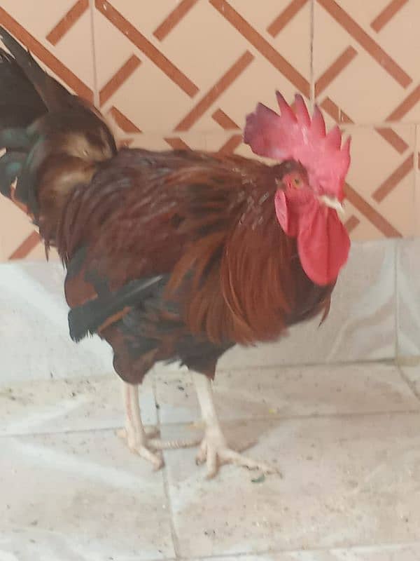 Breed Cock (Desi Murga) 4