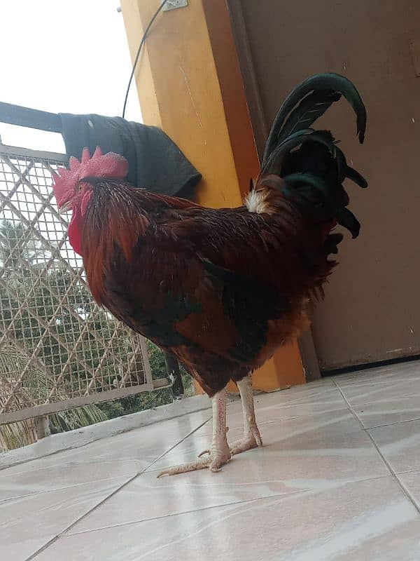 Breed Cock (Desi Murga) 7