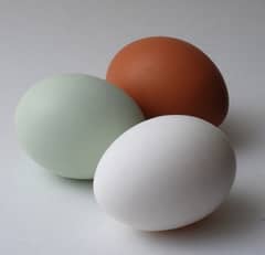 Americaunu fertile eggs