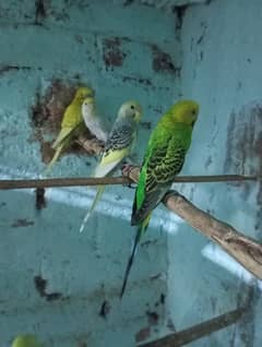 Budgies Breeder Pairs.